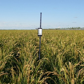 小麥株高測量儀 小麥株高測量儀