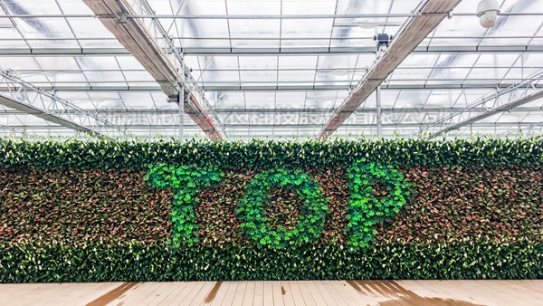 免费看片黄全自動托管智能溫室大棚 免费看片黄全自動托管智能溫室大棚