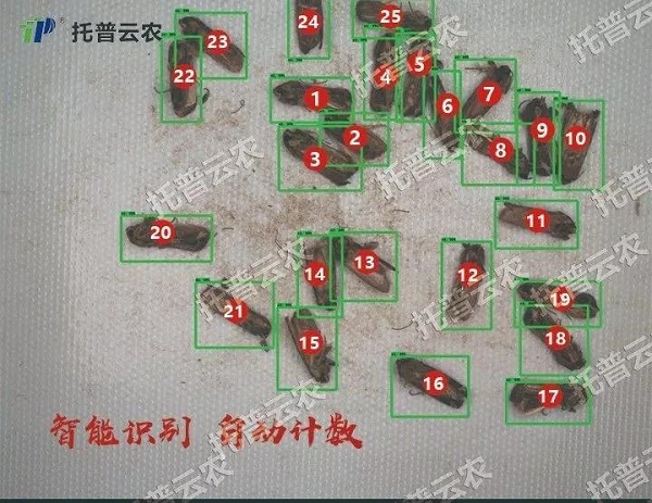 蟲臉識別 蟲臉識別