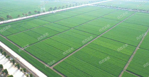 1685950177583562.jpg 3.jpg