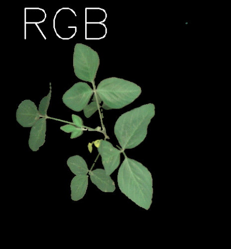 1723094720860673.gif 動圖-高光譜圖_大豆冠層.gif